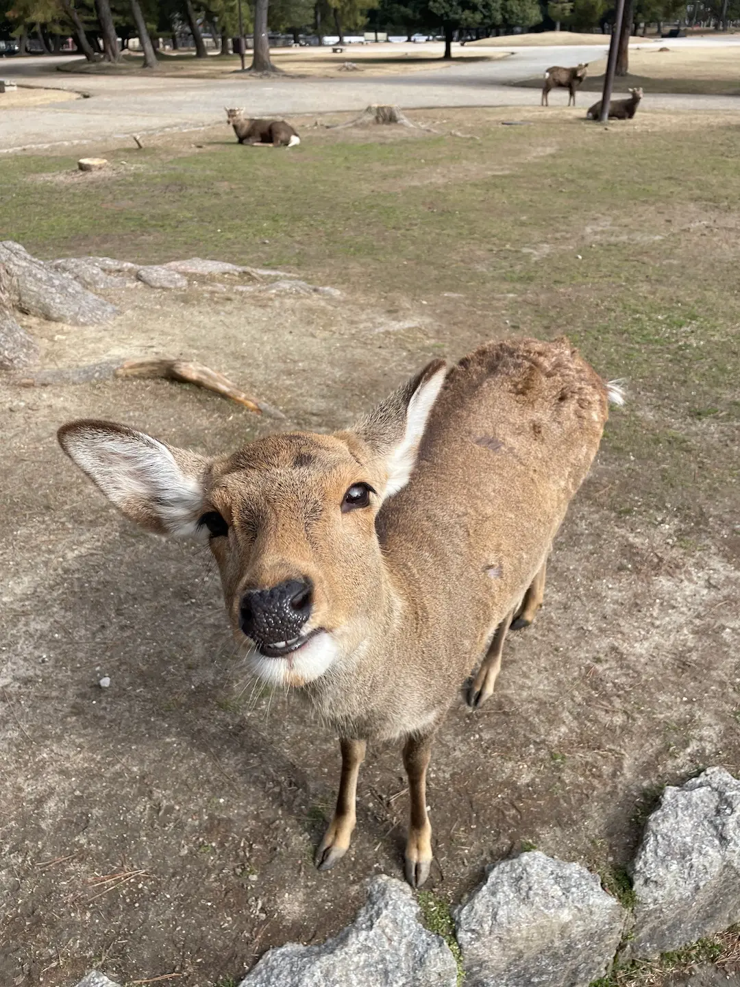 奈良小鹿