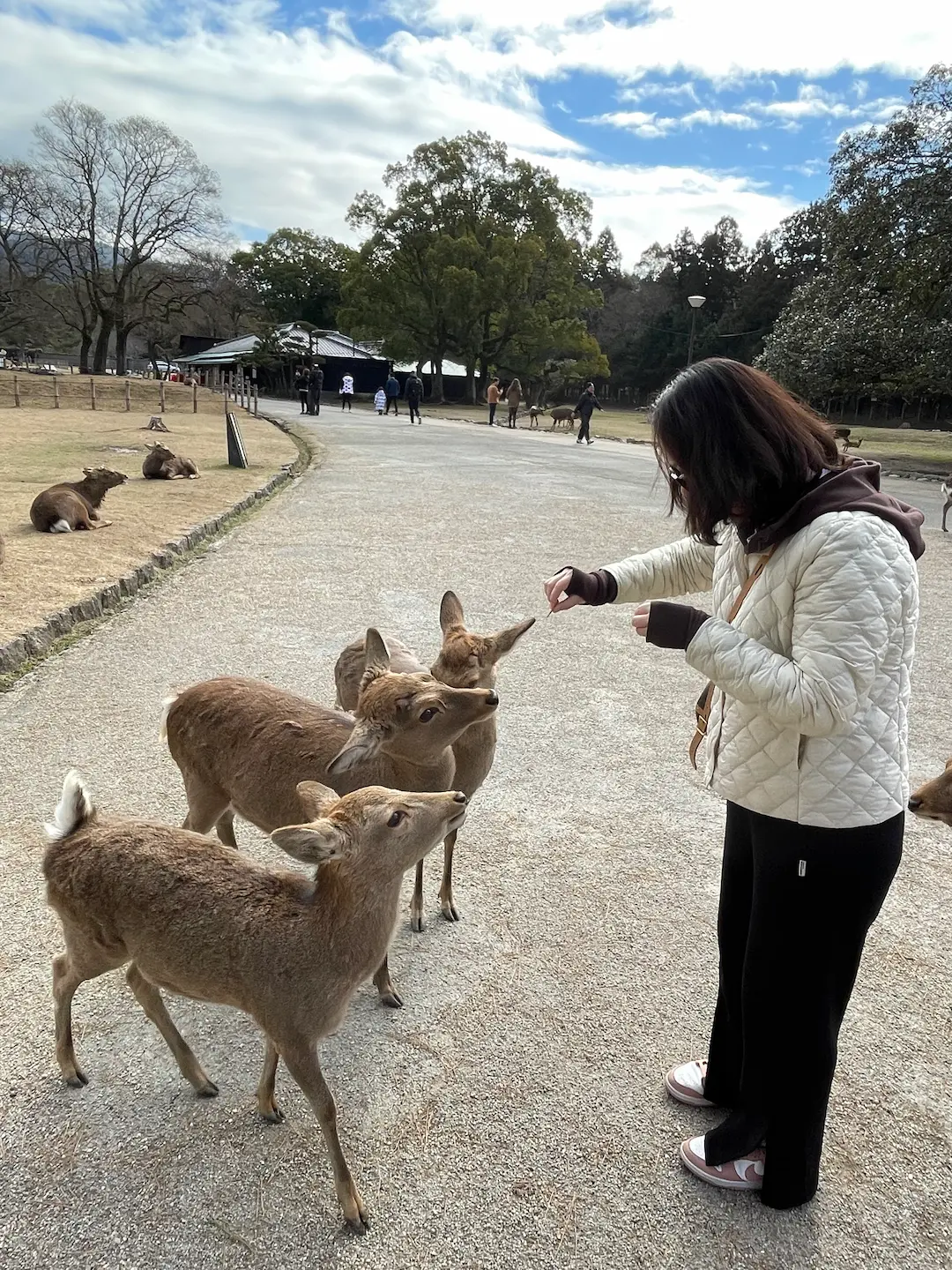 奈良小鹿